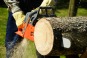 Sawdust Picture