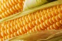 Corn Picture