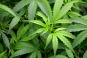 Hemp Picture